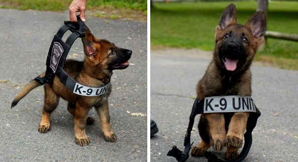 15 служебни кученца на първият им работен ден (снимки)!
