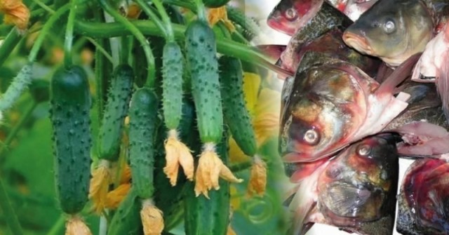 Защо всички опитни градинари започнаха да заравят рибешки глави в градините си ?