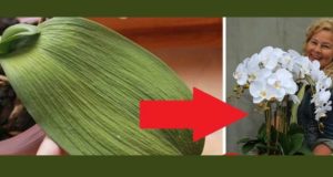 Съвет от Янка: Опитах този странен трик за поливане на орхидеи БЕЗ ВОДА и не спира да цъфти втора година!