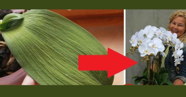Съвет от Янка: Опитах този странен трик за поливане на орхидеи БЕЗ ВОДА и не спира да цъфти втора година!