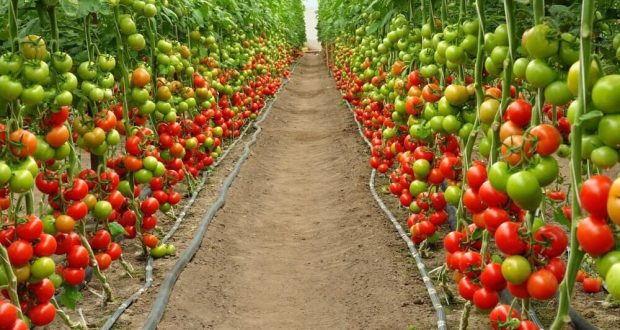 Отглеждане на домати по метода на Игор Маслов - богатата реколта Ви е гарантирана!