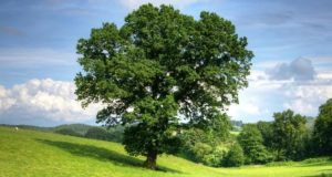 5 дървета на щастието - засадете поне едно в двора и късметът и парите ще потекат към вас!