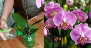 Tor za orhidei