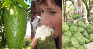 Guanabana za lechenie na rak