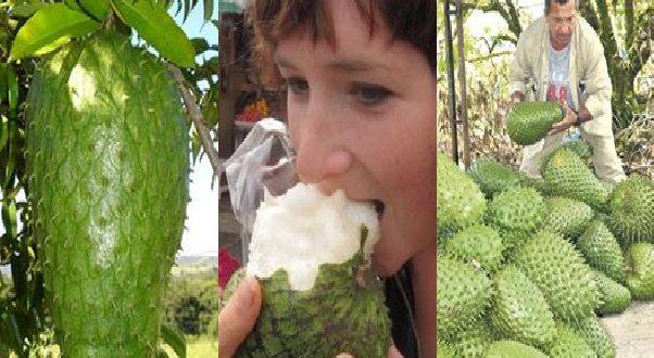 Guanabana za lechenie na rak