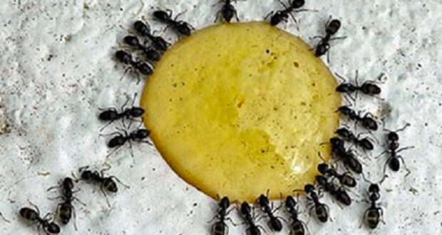 Kak da se spravim s mravkite
