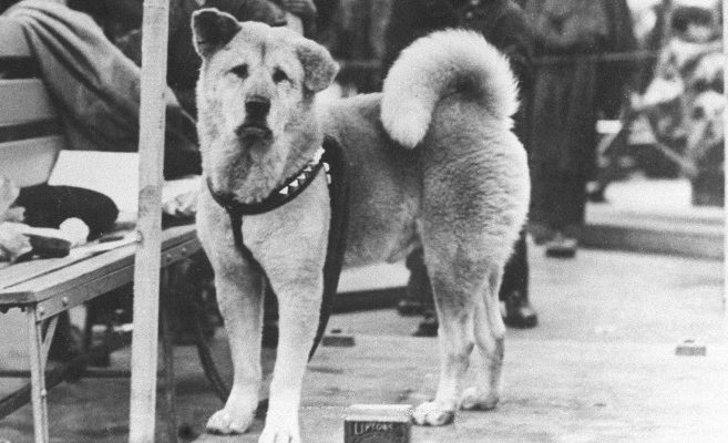 Kucheto Hachiko ot gara Shibuq