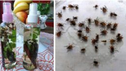 Trik za progonvane na komari i muhi