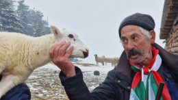 За пример! Хора от цялата страна бранят овцете на бай Рибанчо