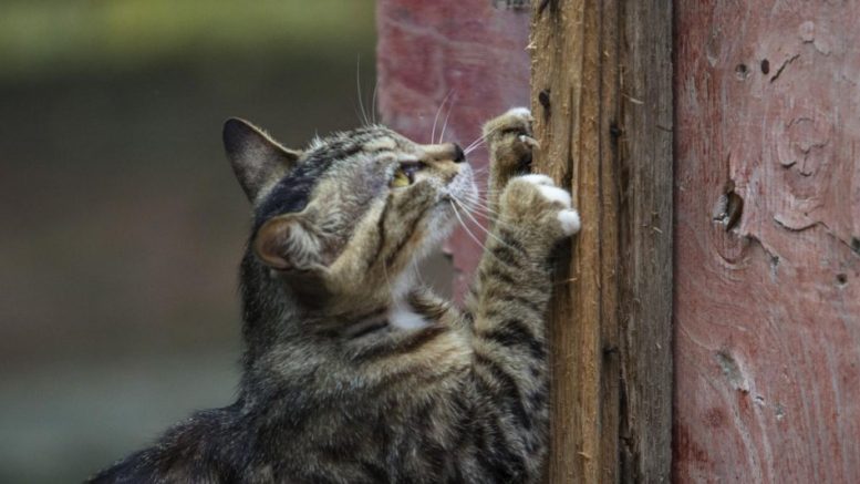Котка спаси дете от пожар