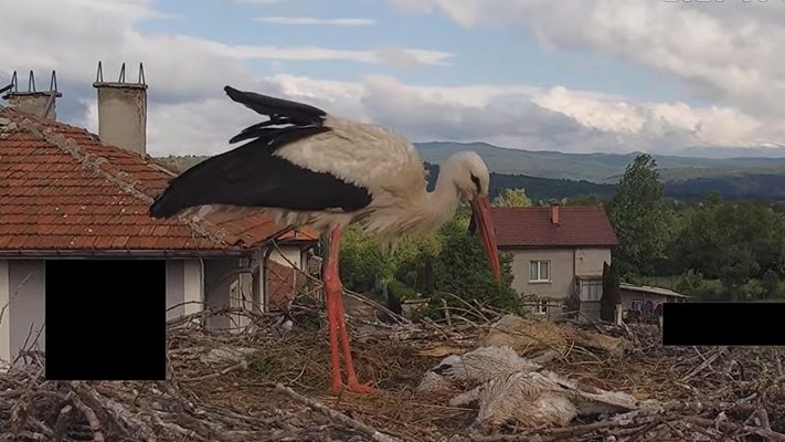 Огромна трагедия! Бурите и дъждовете убиха и трите бебета на двойката щъркели от с.Драгушиново