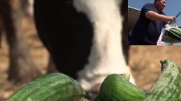 "Вместо българина да яде хубавите ми краставици, ще ги ядат животните": Фермерът Иван нахрани кравите си с краставиците си в знак на протест