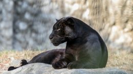 Ето го тайният собственик на избягалата пантера в Шумен