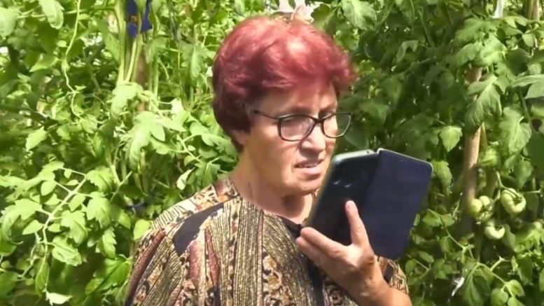 Баба Надка: "Доматите тръгнаха като луди като попитах чат джи би ти"