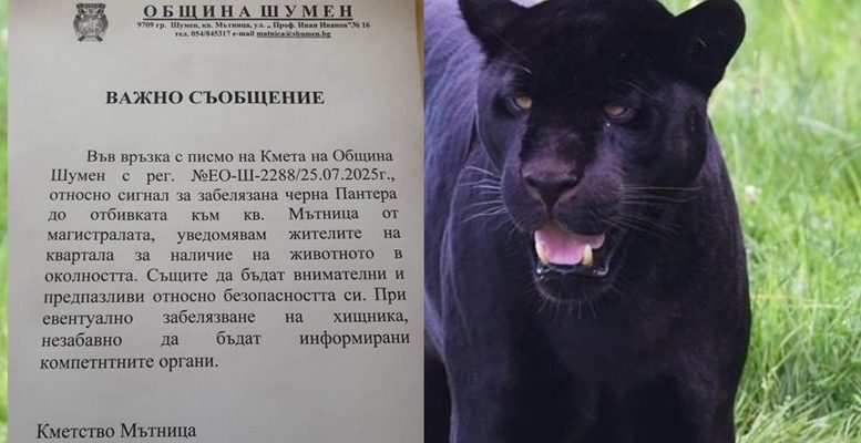 Черната пантера се завърна край Шумен