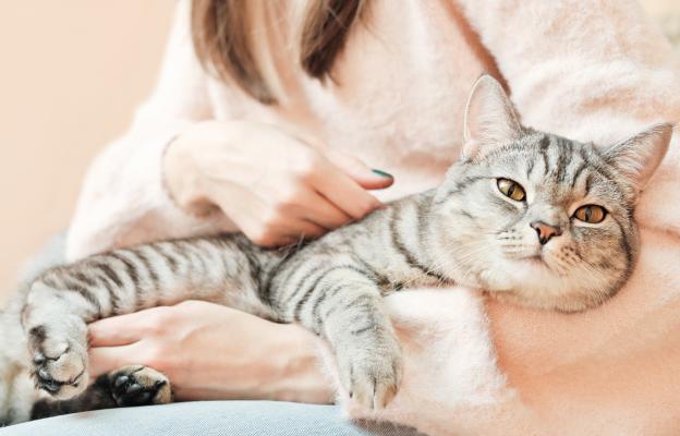 Котката е ЖИВО ЛЕКАРСТВО! 6 болести, които само една котка може да излекува: