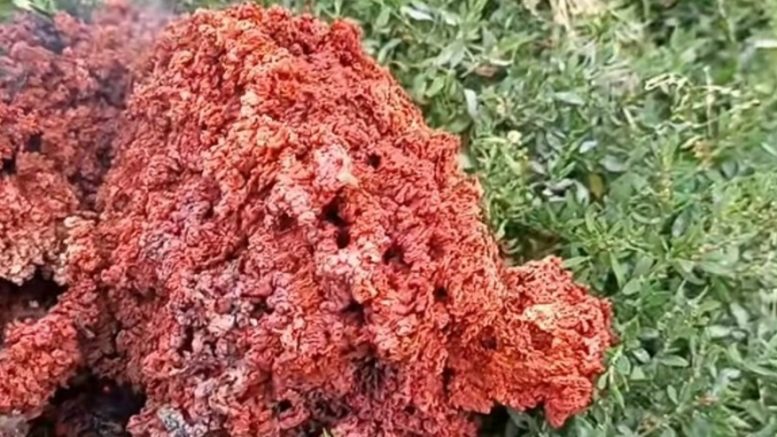 Разгадаха мистериозната пихтия, паднала в двор в Якоруда