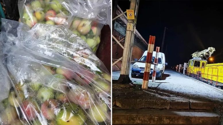 Стряскащ разказ за крадците на ябълки. Наказанията