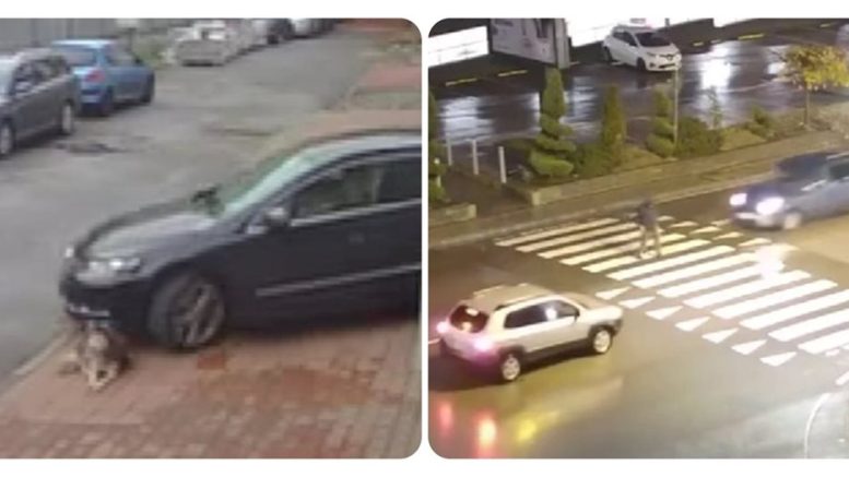 Звезди в потрес: Животът на кучето Мая е по-скъп от блъснатия дядо