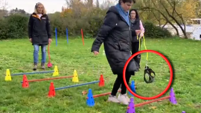 Какво е hobby dogging - новото чудо на Западната цивилизация