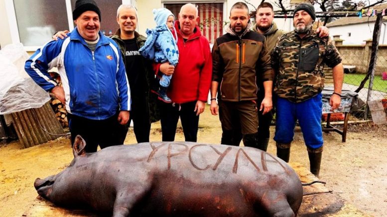 Глоба до 500 лв. ако се коли прасе, без да знае ветеринаря!