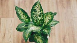 дифенбахията