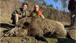 Гръмнаха глигана на века - 403 кг