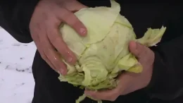 Земеделски производител подарява зеле