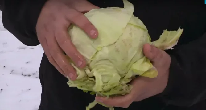 Земеделски производител подарява зеле