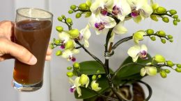 Вече изобщо не я поливам с вода: Опитах този странен трик на моята окаяна орхидея и след две години тя цъфна ето така!