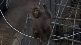 Маймунка с памперс обикаля софийските квартали-Видео