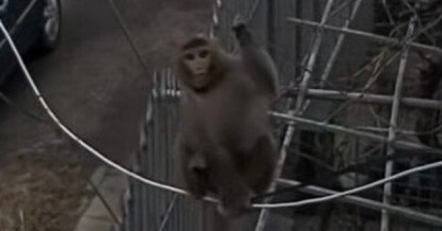 Маймунка с памперс обикаля софийските квартали-Видео