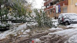 Снежен апокалипсис в София – паднали дървета и реки по улиците блокираха трафика