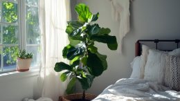 Изхвърлете хапчетата си за сън и поставете това растение в дома си: Ще спите като бебе!