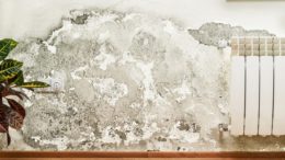 Той откри трик за почистване на мухъл по стените: 2 лъжици от това са достатъчни петната изчезват за 10 минути!