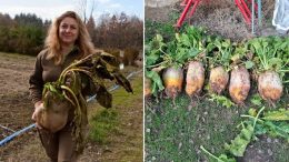 9-килограмов рекорд! Цвекло гигант отгледано от горски