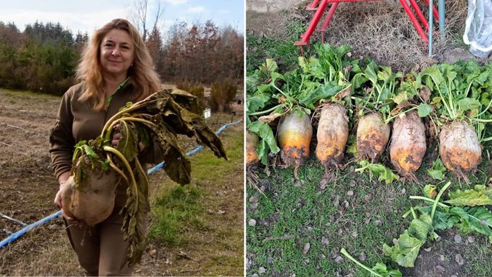9-килограмов рекорд! Цвекло гигант отгледано от горски