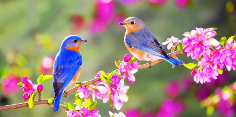 Пролет на мечтите: 4 зодии, които ще „разцъфтят“ във всички области - емоции, финанси, вдъхновение...