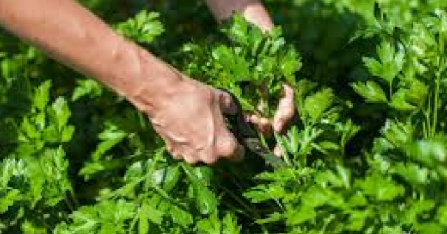 Магданозът пониква за ТРИ ЧАСА - и не става въпрос за сортове а за ПРОСТ ТРИК който наистина дава резултати