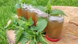 Сироп от коприва с мед: Дар Божи за 100 болести!