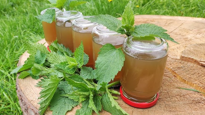 Сироп от коприва с мед: Дар Божи за 100 болести!