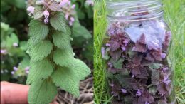 Спрете да я скубете! Лилавата мъртва коприва е истинско природно съкровище за здравето