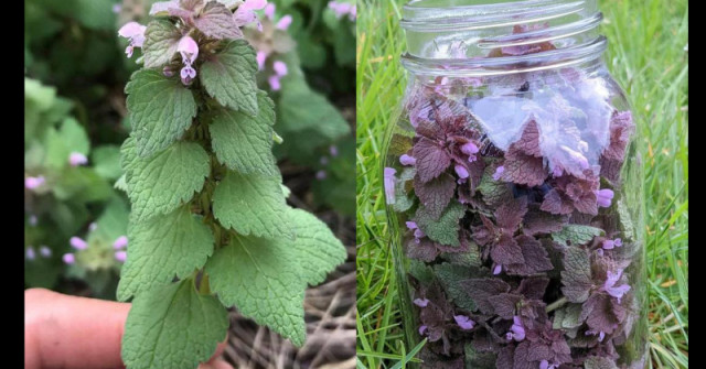 Спрете да я скубете! Лилавата мъртва коприва е истинско природно съкровище за здравето