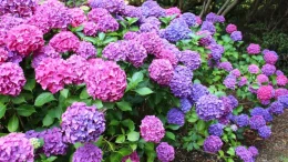 Петя Костова