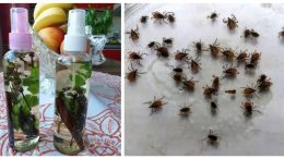 Гарантиран планинарски трик против кърлежи, комари и мухи: Правя това от 10 години и не знам какво е ухапване