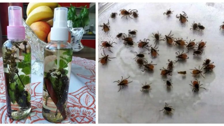 Гарантиран планинарски трик против кърлежи, комари и мухи: Правя това от 10 години и не знам какво е ухапване