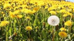 Ето ЗАЩО трябва да ядеш по 6 стъбла от глухарче на ден: Те са В ПЪТИ по-ценни от цветовете!