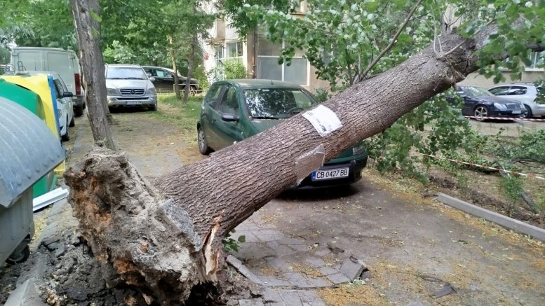 Зверска градушка удари София! Десетки дървета са паднали, пътни знаци запушиха големи булеварди